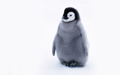  Cute penguin, auk