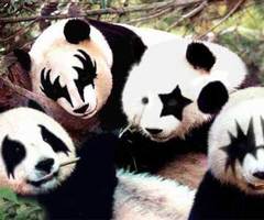  baciare panda