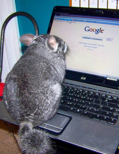  acak Pictures of Chinchillas