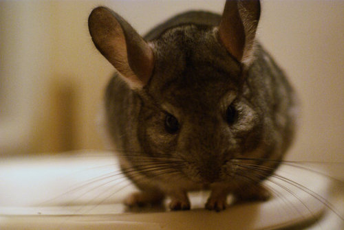  acak Pictures of Chinchillas