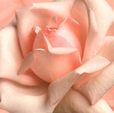  hoa hồng are dreamy