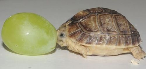  черепаха The Size of a виноград