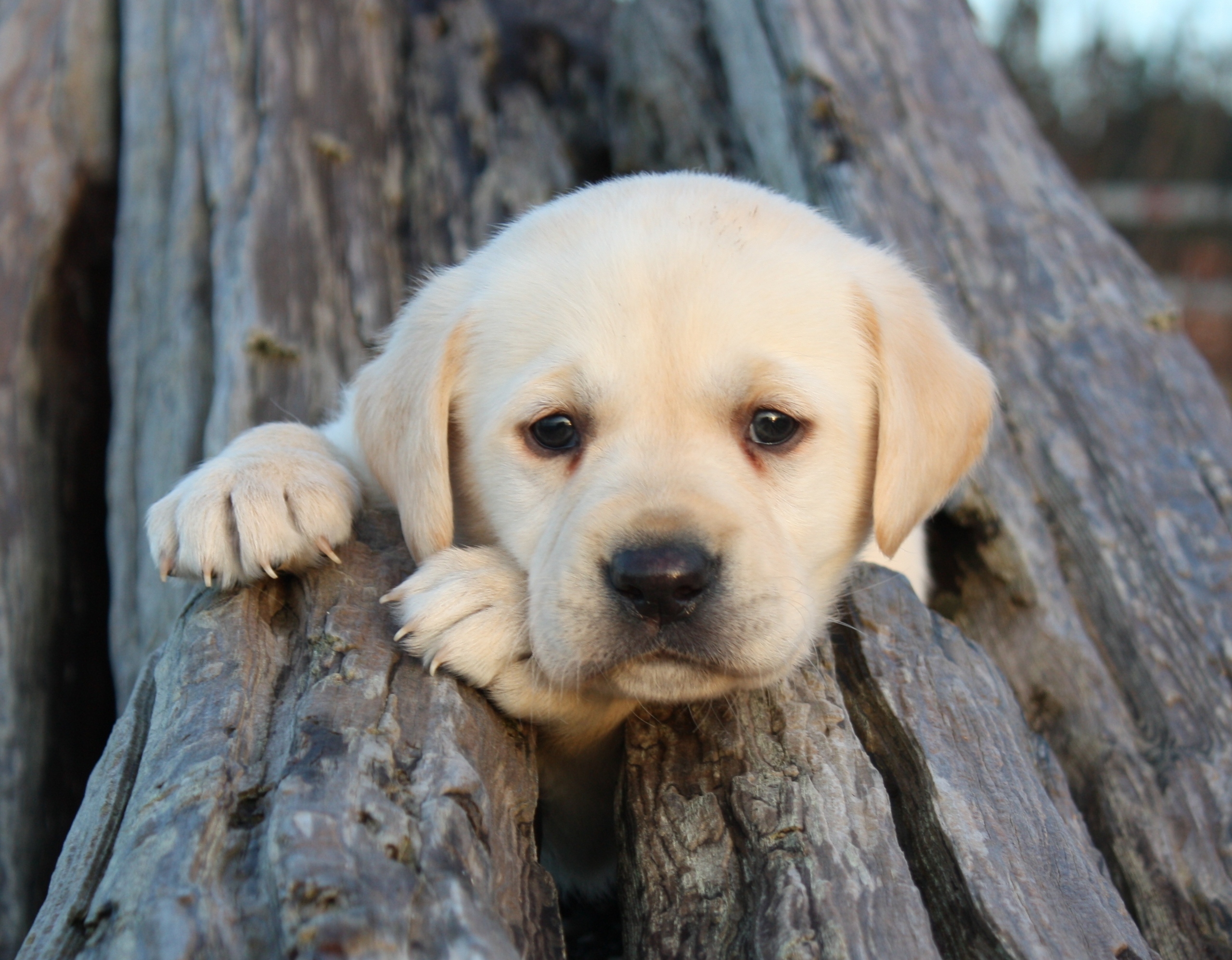 Lab Puppy Playing in Driftwood 