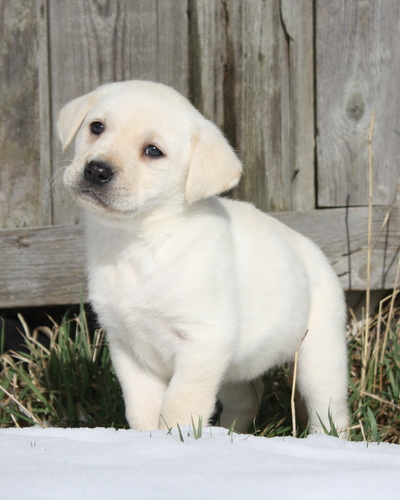 Labrador Puppy by Shed