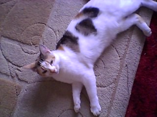 My Catt --> Lilly <-- :D x