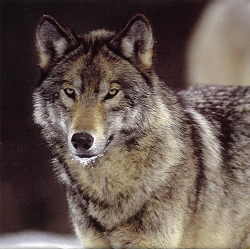  भेड़िया :3