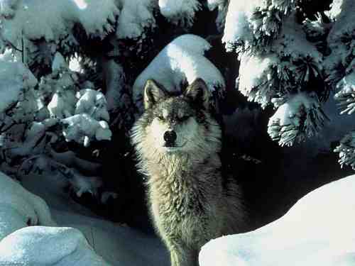  serigala, wolf :3