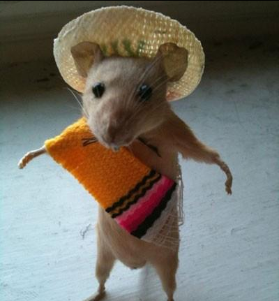 A Mexican mouse!