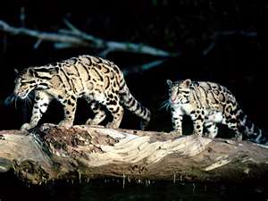  CLouded Leopards