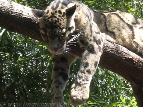  Sleeping Clouded Leopard