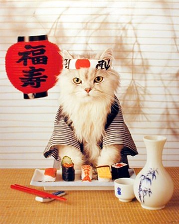  Sushi Cat