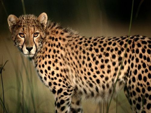  Wild Cheetah