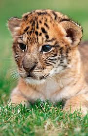  baby liger