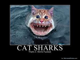  cat shark.... very dangerous,, loves meow mix