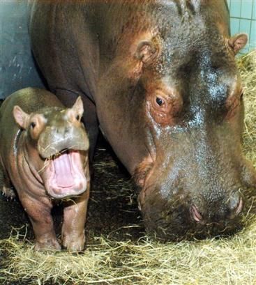  Mom and Baby Hippo