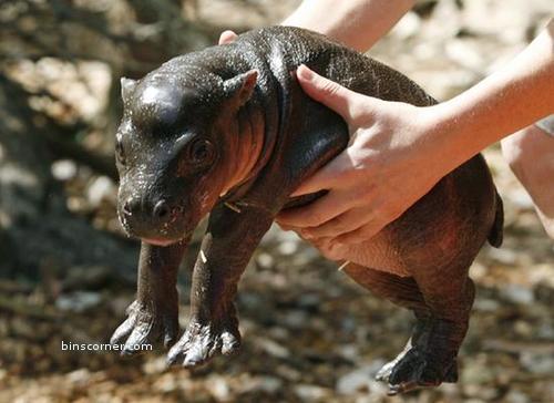  Baby Hippo