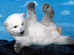  Baby Polar oso, oso de