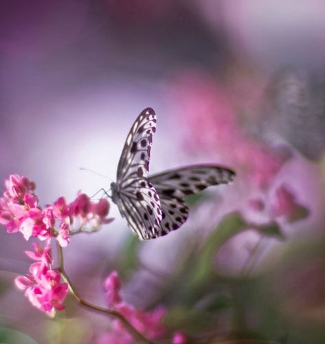  Beautiful mariposa