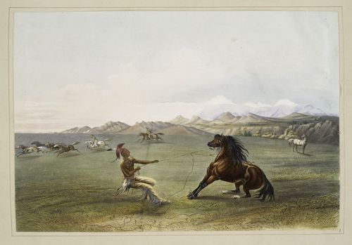 Catching a wild horse 1845