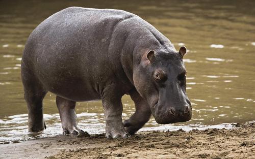  Hippo wolpeyper