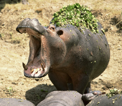  Hippo :)