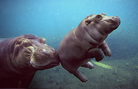  Mom and baby hippo