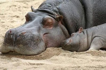  Mom and baby hippo