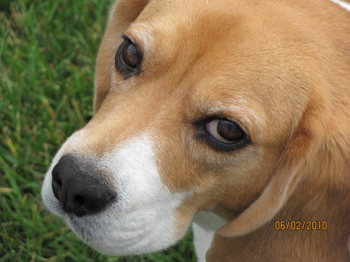 My Beagle Snickers