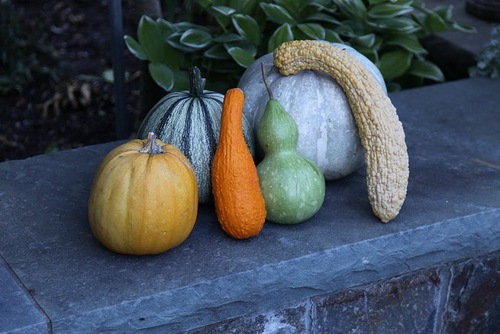  Pumpkins, Gourds and Winter Squash
