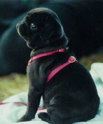  baby pug :)