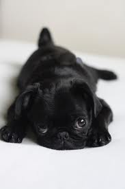  baby pug :)
