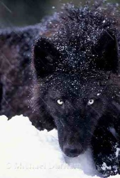  black Волки