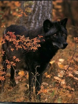  black भेड़िया