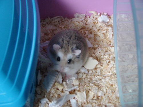  my roborovski میں hamster, ہمزٹر