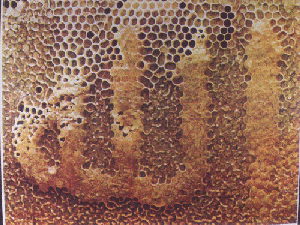  name of ALLAH on bee hive