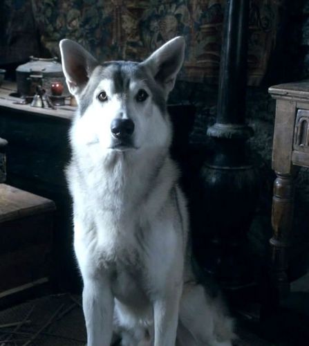  Arya direwolf Nymeria