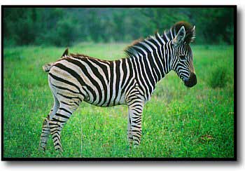  Baby зебра