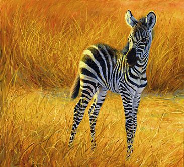  Baby kuda zebra, zebra