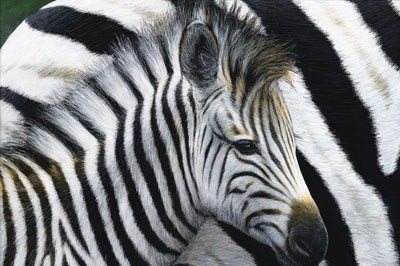  Baby zebra