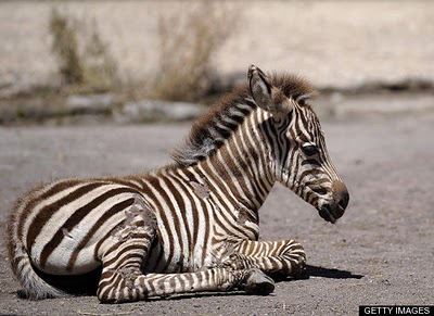  Baby zebra