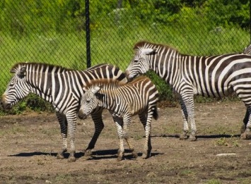  Baby зебра