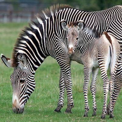  Baby kuda zebra, zebra