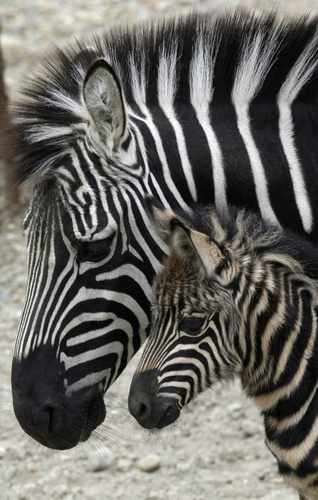 Momma and Baby Zebra