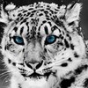 snow leopard booklover27 photo