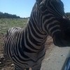 a zebra came in side our car (it was scary) lol maddyjb photo