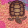My Dead Baby Turtle jade1 photo