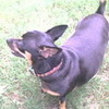 my grands dog babyV101 photo