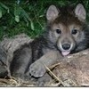wolf pup kylie925 photo