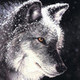 wildtimberwolf's photo