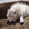 white wolf kylie925 photo